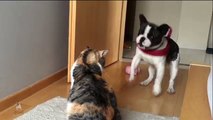 French Bulldog Desperately Tries to Play with Unamused Cat