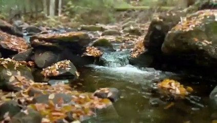 Eugenio Montale - Spesso il male di vivere