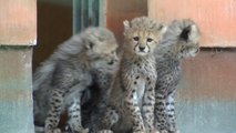 Cheetah Cubs Make Adorable Debut at Rostock Zoo
