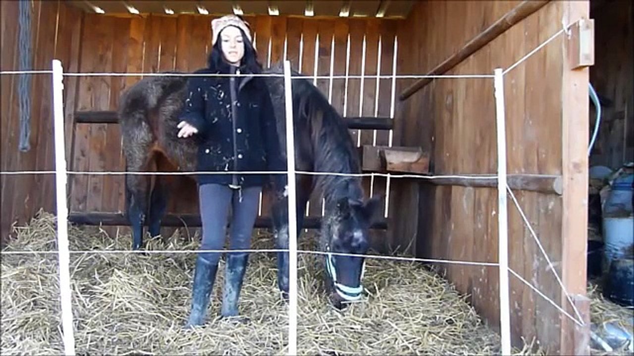 Tuto 3 comment percer un abcès de pied et reconnaître quelques symptômes (cheval poney âne )