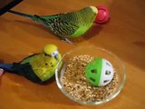 Sparky the budgie becoming annoyed with his toys...