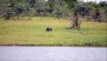 Baby Hippo chasing birds - Kruger Park Safari