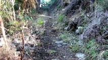 Sweep the dog racing a trail bike in the forest