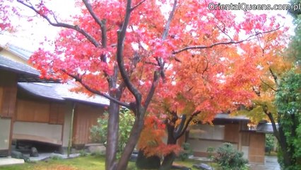 Kyoto autumn leaves at Daitokuji temple ,japanese garden,Japan,temple