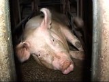 Animals Australia Pig Factory Farming Investigation.wmv