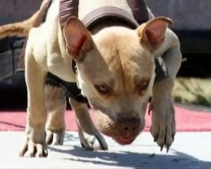 pitbull tacna peru (Competicion APBT) 15.01.2012
