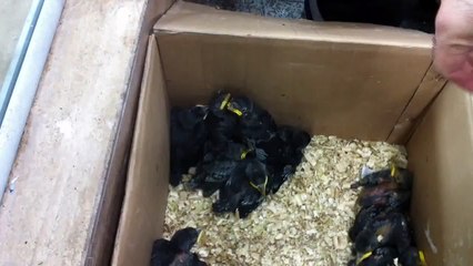 Baby Crows Cawing
