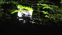Les chauves-souris sous le projecteur - Nuit des Chauves-Souris 2014