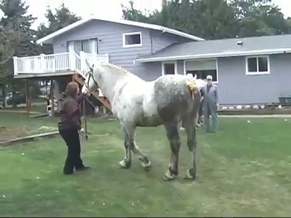SOLD Valley View Percherons - General & Flash