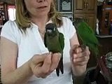 Green Cheek Conure babies hatched 3-5-2014