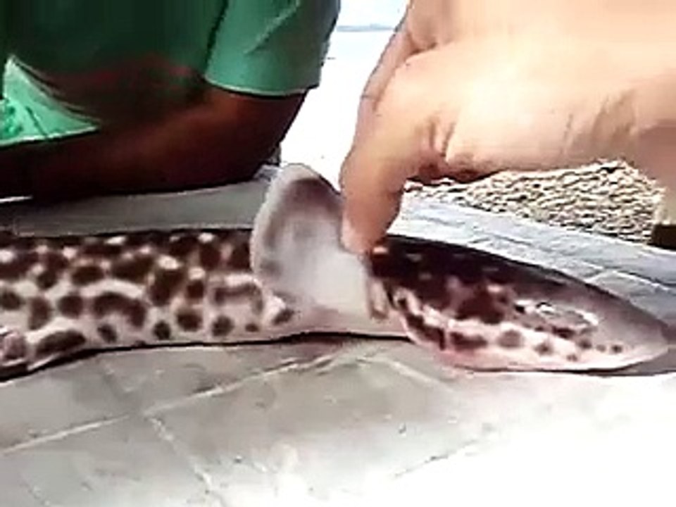 Coral Cat Shark