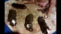 The Big Boi Kennel Puppies Of August 2012... UKC & ABKC Registered