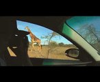 Kruger National Park, Giraffe close encounter!!!