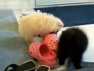 Puppy Pomeranians