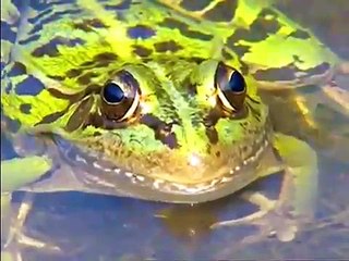 깨미 - Curious Kemi_개구리야, 왜 울어?_#002