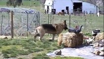 Riley the German Shepherd babysitting chickens