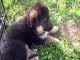 9 red and black  german shepherd puppies for sale