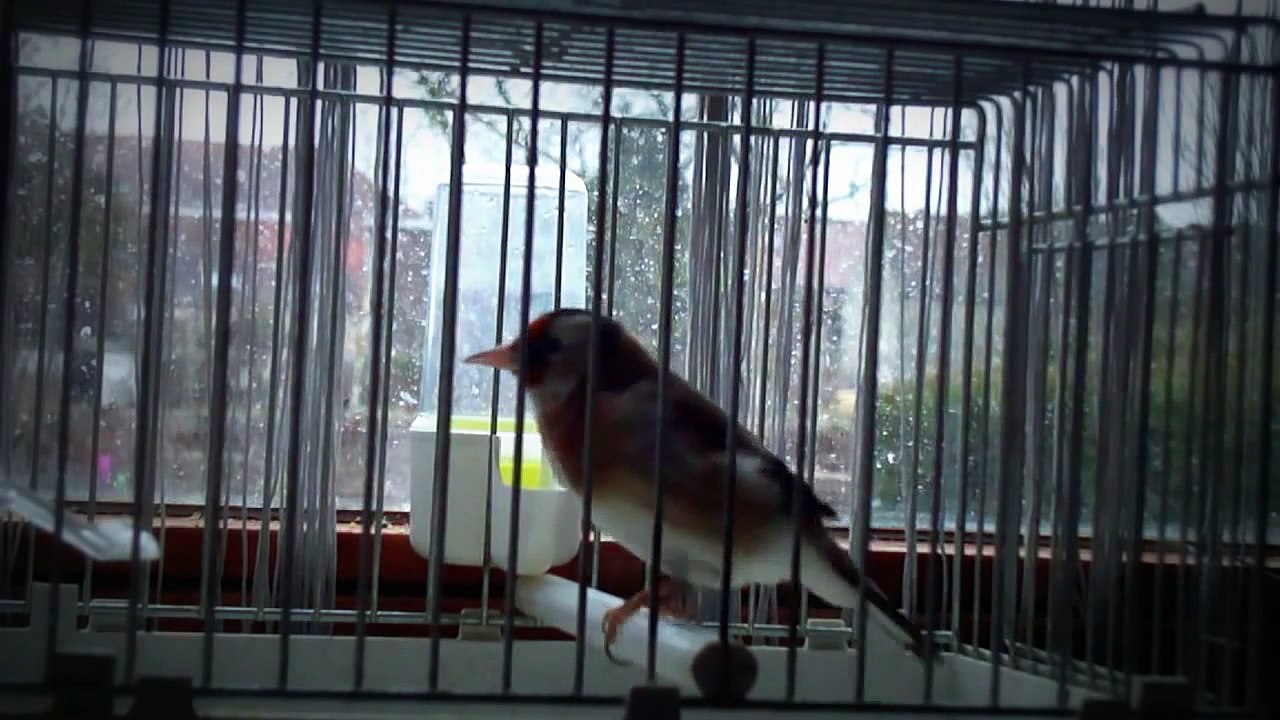 ma femelle chardonneret