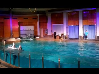 Särkänniemen delfinaario 21.10.2012