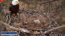 Berry College Bald Eagle Nest Highlights 2/24/15