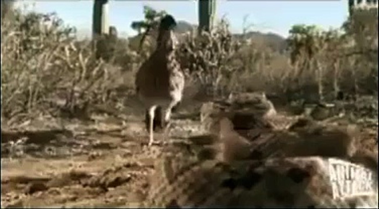 Animal Attack in Snak