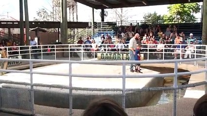 Gator Wrestling Show at Gatorland Orlando 1-10-13 (very funny)