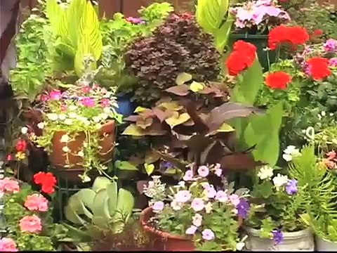 Growing Vegetables in Containers