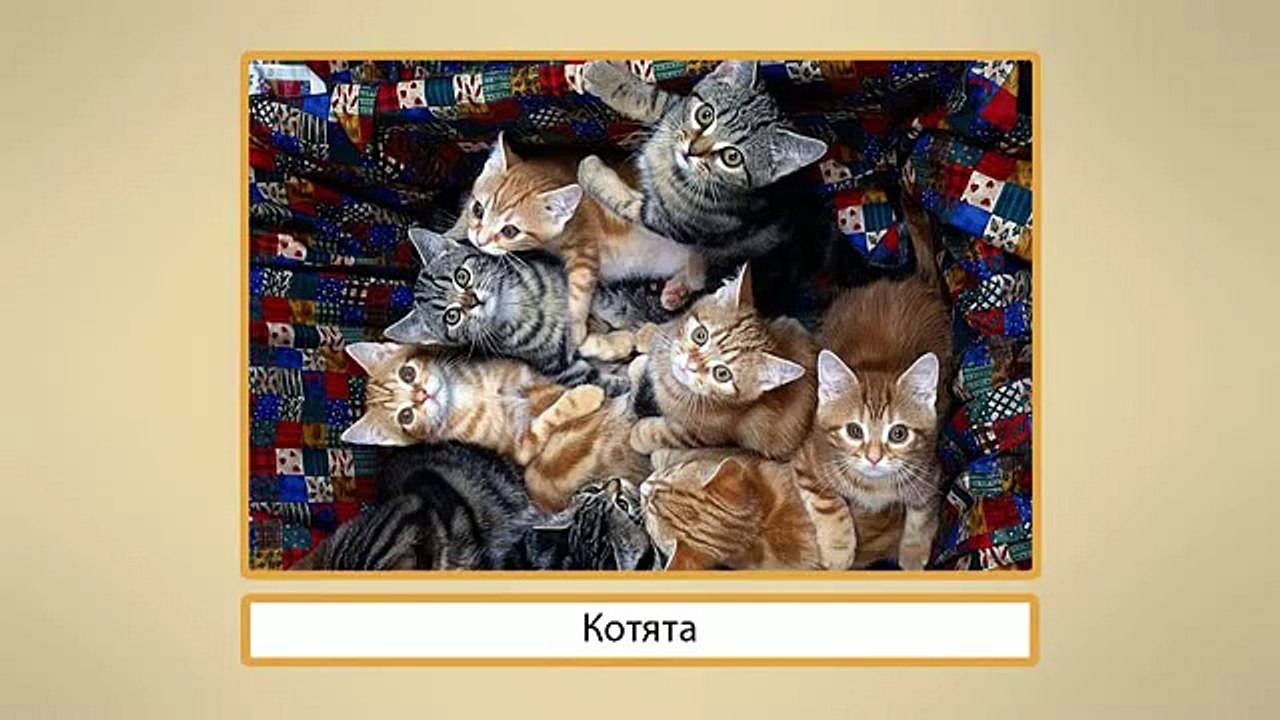 ОКРУЖАЮЩИЙ МИР. 2 КЛАСС. ПРИРОДА "Про кошек и собак"