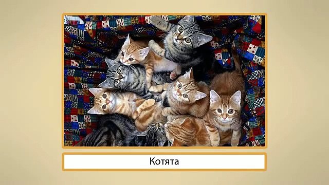 ОКРУЖАЮЩИЙ МИР. 2 КЛАСС. ПРИРОДА Про кошек и собак