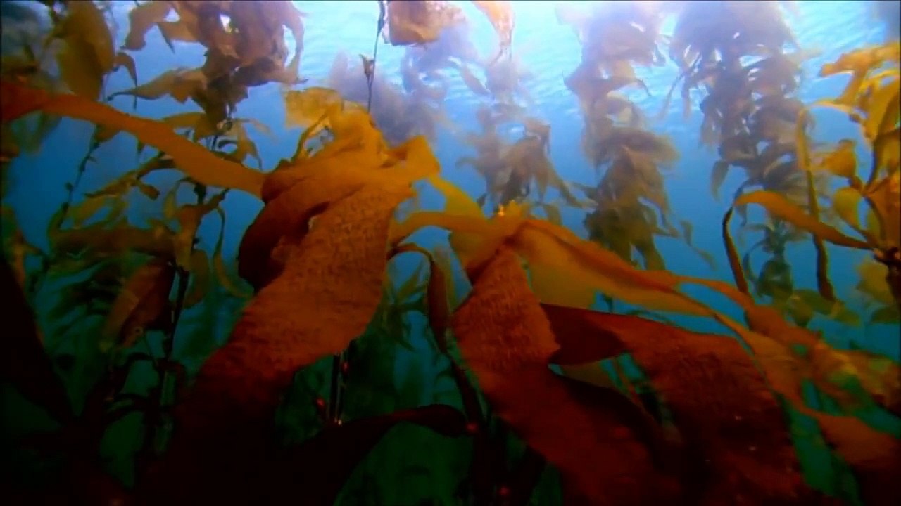 Alan Watts - "Creating Who You Are"