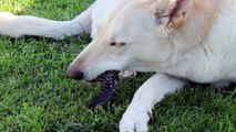 Canine Raw Feeding - Raw Gator Foot