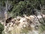 Gierenvoerplaats Guara (Feeding Vultures Guara, Pyrenees)
