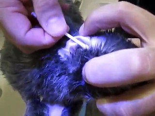 VC SABE LIMPAR OS OUVIDOS DO SEU GATINHO!!! OUVIDOS SAUDÁVEIS, ANJINHO FELIZ!!!