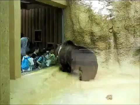 Headbanging Bear V.S. Slayer