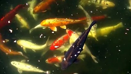 Japanese Koi Carp