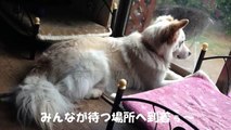 犬 里親　新しい家族へつなぐ　小さな命のリレー
