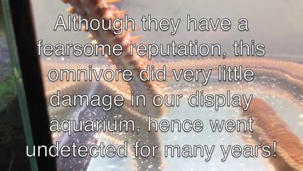 Monster 'Bobbit' worm (Eunice aphroditois) discovered at Maidenhead Aquatics @ Woking