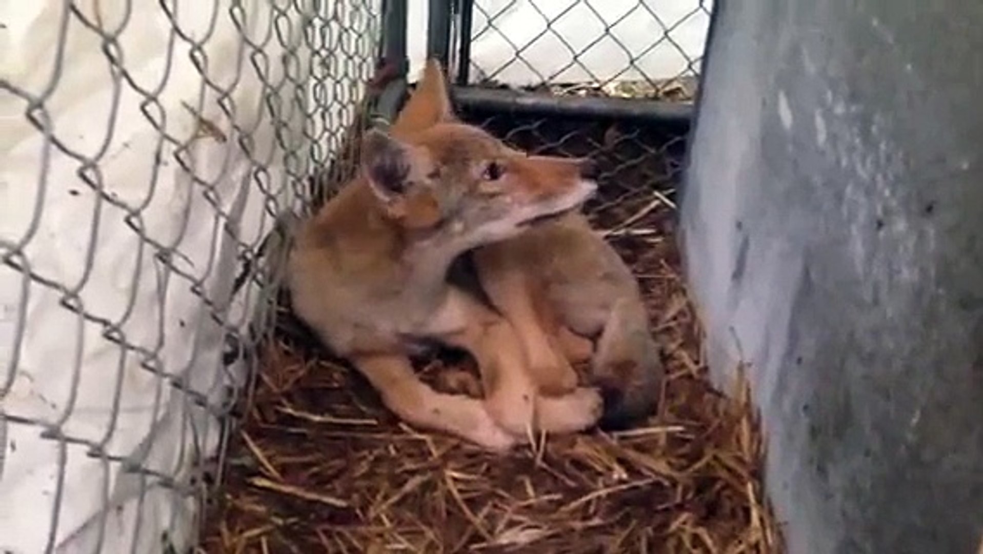 Baby Coyote Pup Saved