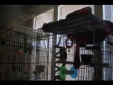 Hardcore  Parrot sings  Let The Bodies Hit The Floor by Drowning Pool