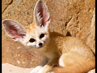 Facts About the Elusive Little Fennec Fox