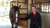 How to Use a Horse Curry Comb