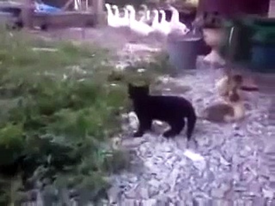 Самый смешной ролик! смотреть до конца!