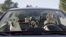 Une campagne publicitaire hilarante met en scene des chiens dans une voiture