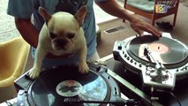 French Bulldog DJ Scratching Hip-Hop Back And Forth