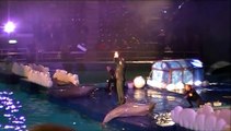 frans bauer zingt met dolfijnen