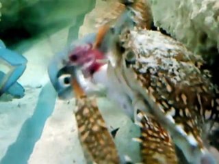 Crab eats fish alive