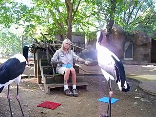 me training saddle billed storks to station