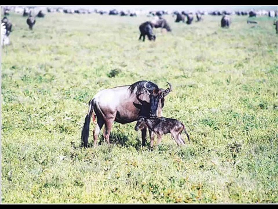 Flanders And Swann - The Gnu Song