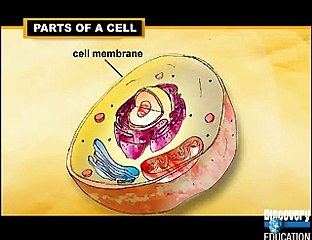 Discover the Key Characteristics of Cells 🧬
