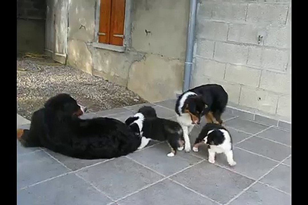 Iceland et les bb Juin 2015 5 semaines